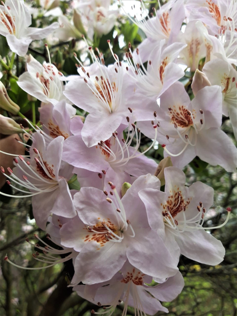 R. yunnanense 'Openwood' AGM